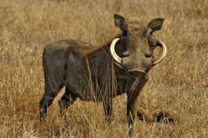 الغابة يحكمها الخنزير